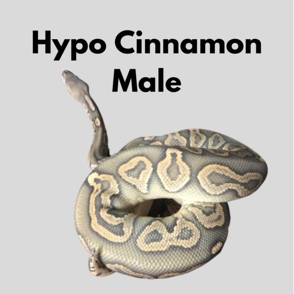 Hypo/Ghost Cinnamon Male 